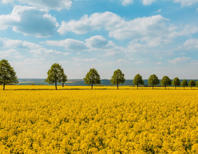 RS6276 L A Beetz 04 Strasse Raps IMG 3769 lpr RS6276 L A Beetz 04 Strasse Raps IMG 3769 lpr