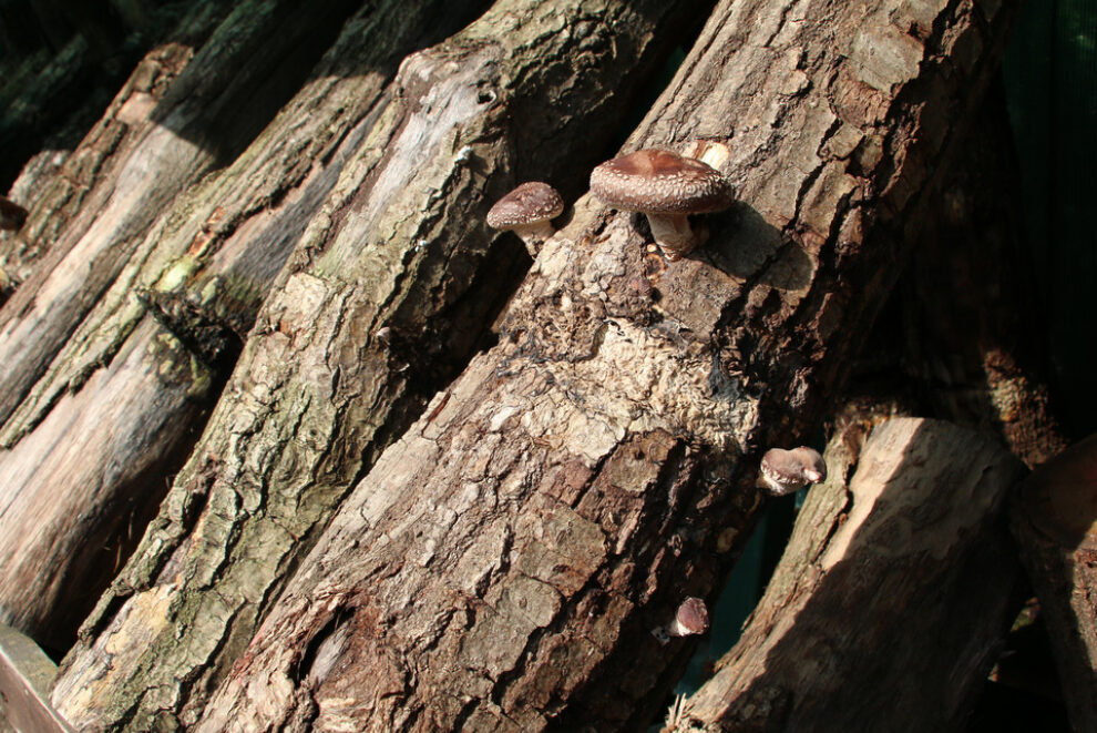 Die Pilze wachsen an sogenannten Pilzhölzern (im Bild: Pilz am Baumstamm)